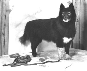 Photo courtesy of www.dogsled.com