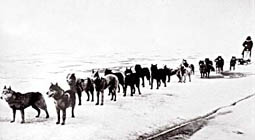 Photo courtesy of The Seppala Siberian Sleddog Project http://www.seppalasleddogs.com and Siberian Husky Archive (Mrs. Elsie Chadwick)